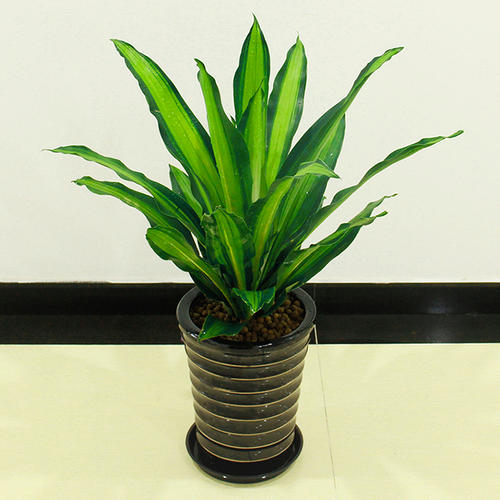 金心也門(mén)鐵